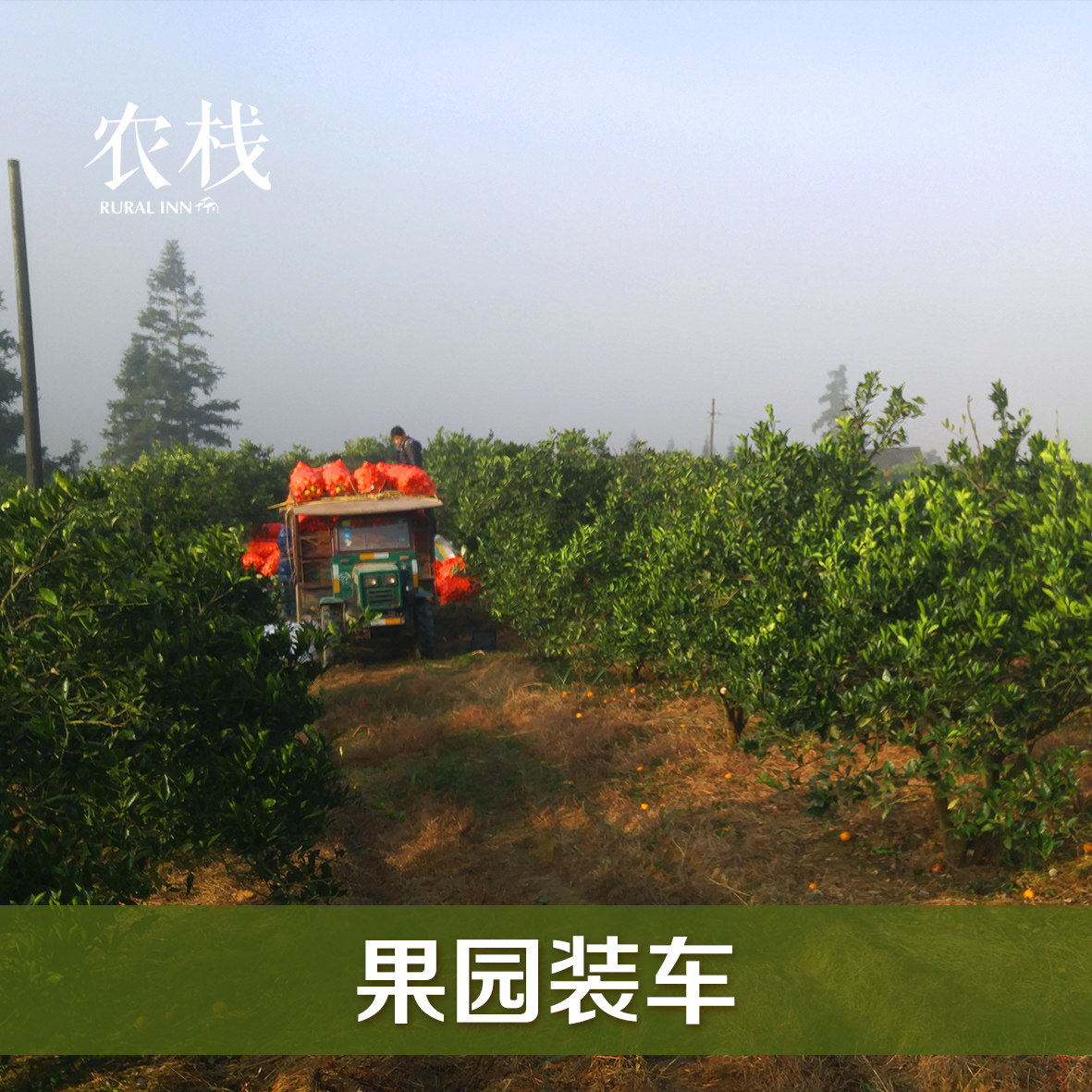 湖南黔阳冰糖橙新鲜水果橙子超甜当季甜橙现摘麻阳永兴橙10斤包邮,淘宝优惠券,粉丝福利购,淘宝优惠卷