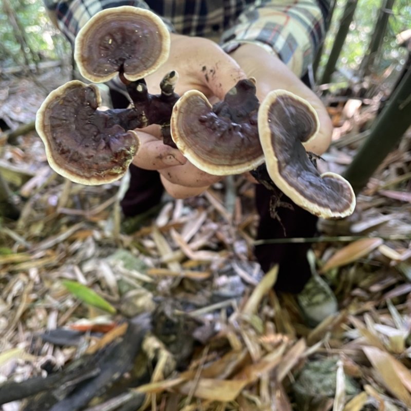 云南德宏野生竹灵芝野生赤灵芝整枝干货煮水泡酒煲汤食用礼盒包装,淘宝优惠券,粉丝福利购,淘宝优惠卷