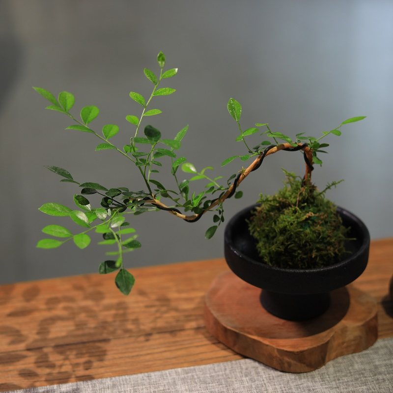 苔藓球绿植水培植物悬崖九里香室内桌面小盆栽茶台植物摆件好养,淘宝优惠券,粉丝福利购,淘宝优惠卷