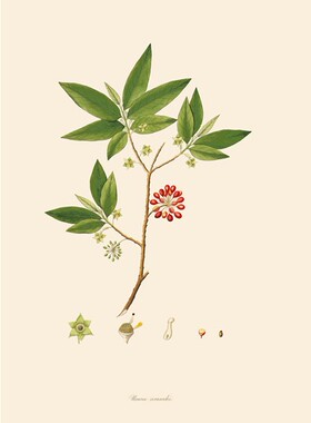 美式风植物进口喷绘装饰画