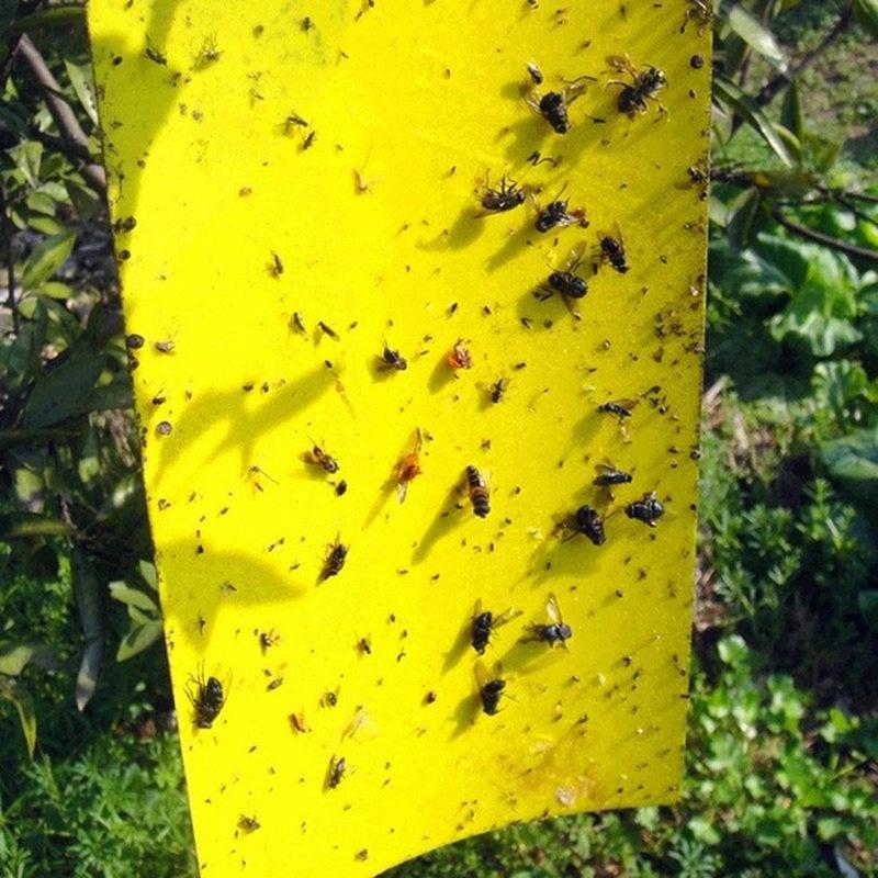 双面粘虫板诱虫板黄蓝板黏蓟马茶园蔬菜大棚果园黏虫板