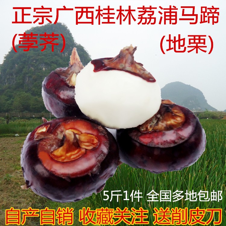 七年老店特大荔浦马蹄新鲜即食水果蔬菜甜脆荸荠广西桂林有机特产-图0