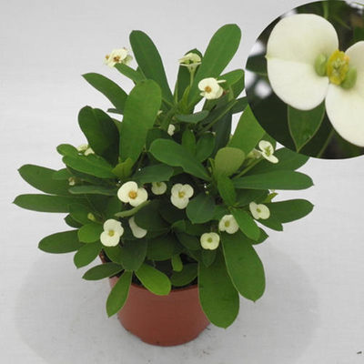 海棠花盆栽花卉观花植物室内花好养四季开花的花绿植铁海棠虎刺梅 虎窝淘