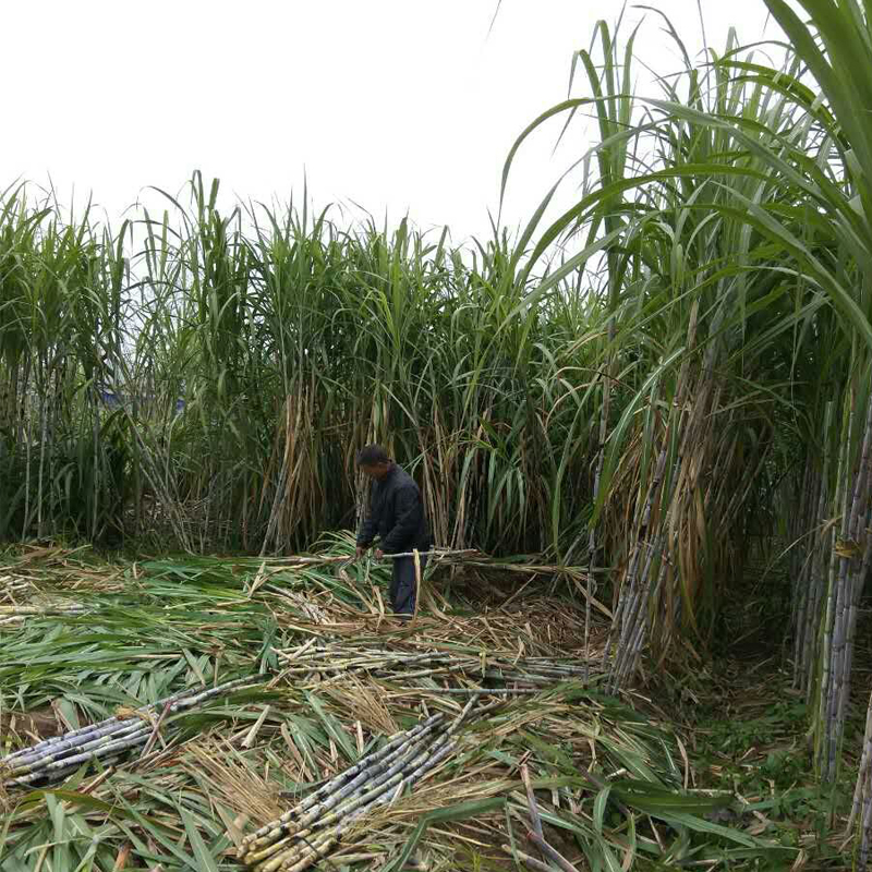 真红糖正宗湖南麻阳古法纯甘蔗红糖传统手工方块片糖产后坐月子-图3