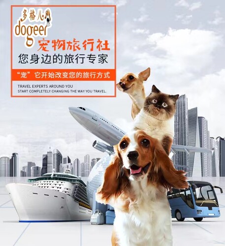 武汉始发宠物托运/随机飞机火车专车/托运猫狗/代办手续服务 - 图2