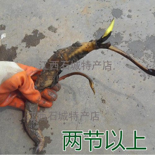 太空莲36号莲子种苗建宁广昌白莲湘莲莲子莲藕种苗产莲红花莲种苗 - 图1