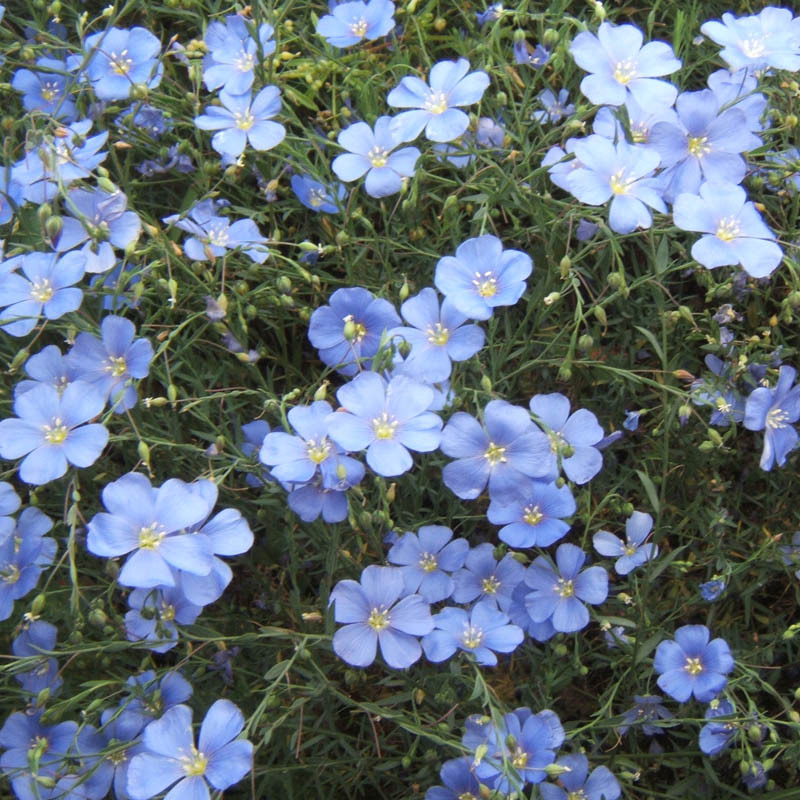 蓝花亚麻花种子耐寒耐旱多年生阳台盆栽花卉庭院景观绿化花籽种籽 - 图0