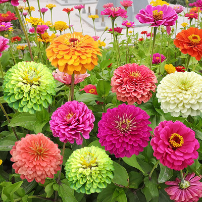 四季花种百日草种子四季开花庭院易种易活花籽百日草籽子室外花种 虎窝淘