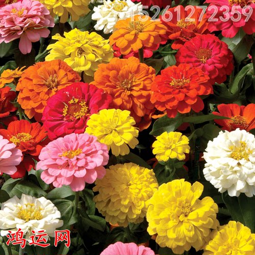 百日草花种子四季易种室内阳台花籽子四季种易活花种四季开花室外 - 图2