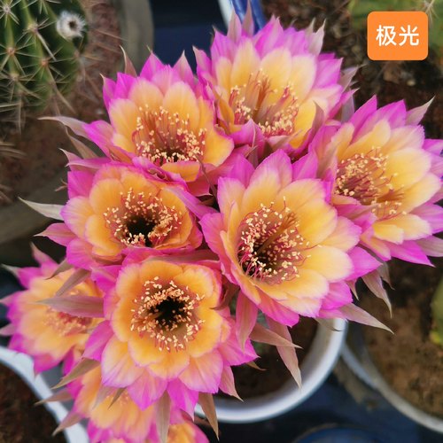 《极光》 丽花《红婵》仙人球美花经典品种包对版多肉植物D15 - 图0