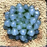 OB1 Ледяной Фонарь Юлу Маомотер, один из сочных сортов растений, подлинные ледяные фонари в нефритовой росе