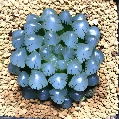 OB1 Ледяной Фонарь Юлу Маомотер, один из сочных сортов растений, подлинные ледяные фонари в нефритовой росе