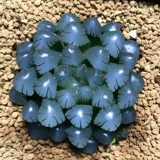 OB1 Ледяной Фонарь Юлу Маомотер, один из сочных сортов растений, подлинные ледяные фонари в нефритовой росе