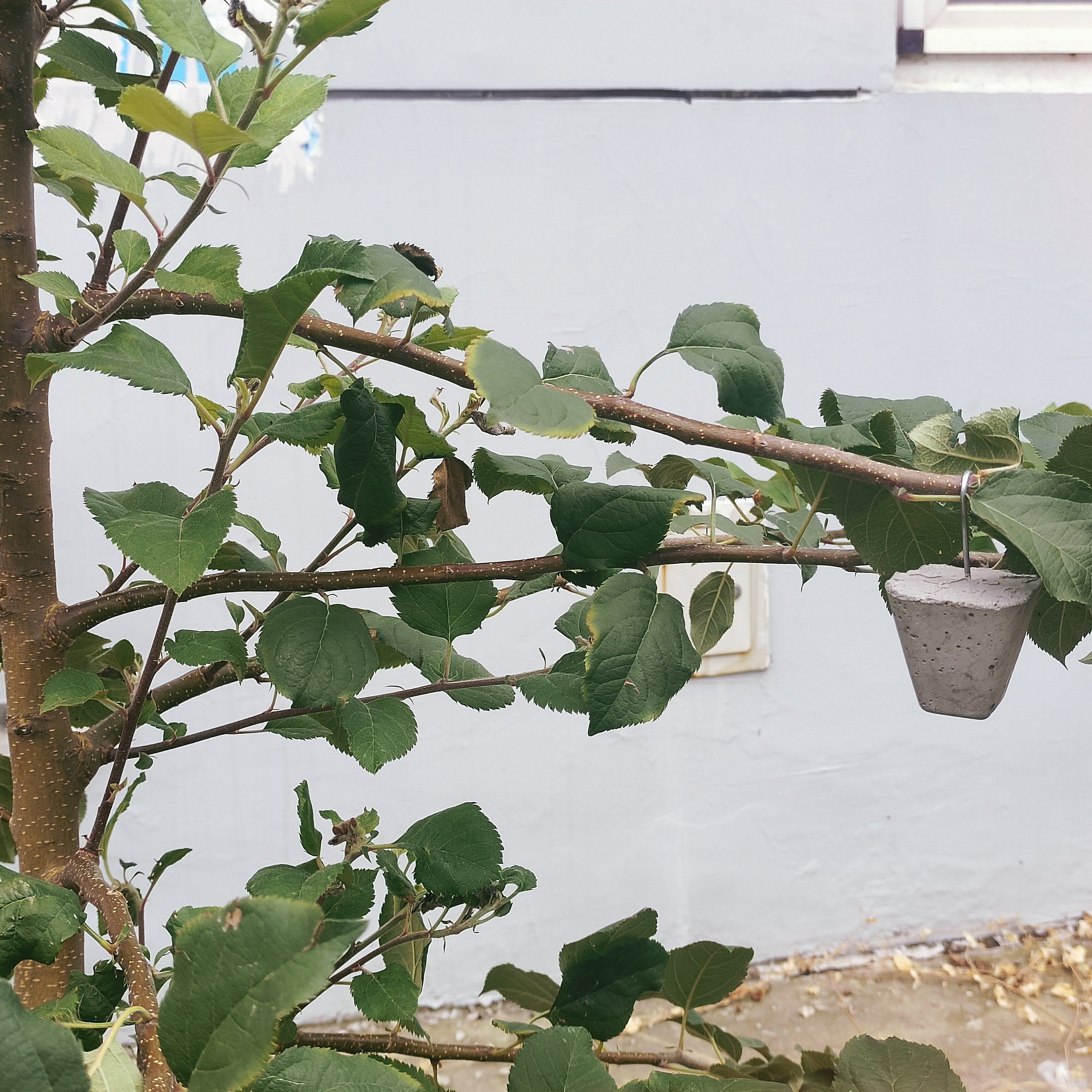 苹果树坠枝器定型器拉枝器弯枝器开角器柑橘压枝拨枝别枝器开角器,淘宝优惠券,粉丝福利购,淘宝优惠卷