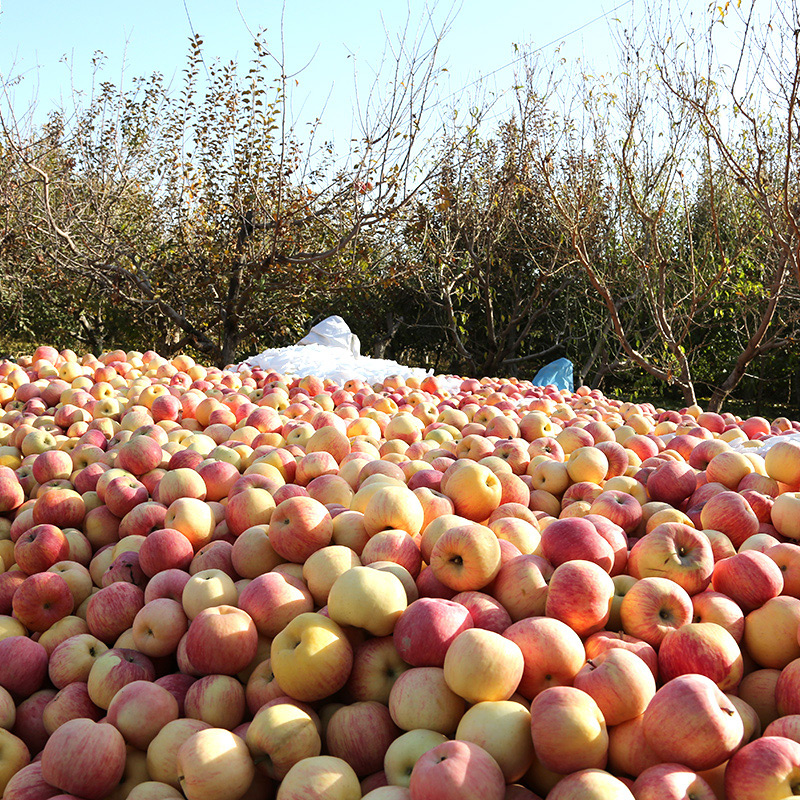 西域果园官方旗舰店新疆阿克苏冰糖心苹果大果净重8斤丑红富士当季新鲜水果包邮103