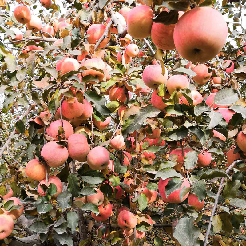 西域果园官方旗舰店新疆阿克苏冰糖心苹果大果净重8斤丑红富士当季新鲜水果包邮102