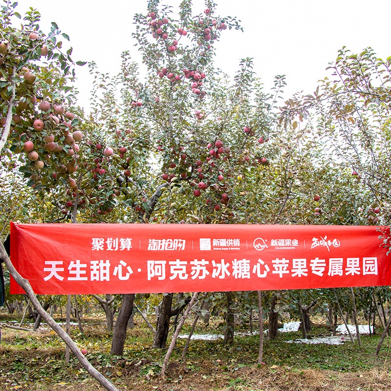 西域果园官方旗舰店阿克苏冰糖心苹果净重5斤小果新疆丑红富士当季新鲜水果整箱包邮1