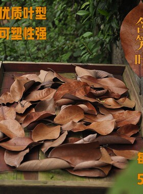 diy秋天装饰手工橱窗枫叶