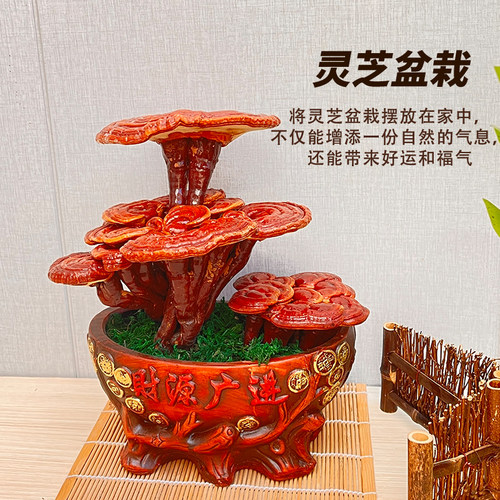 活体灵芝盆栽灵芝盆景灵芝摆件桌面绿植摆件开业送礼盆景办公室 - 图0