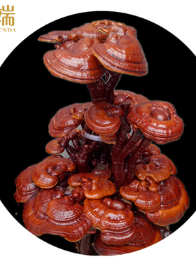 灵芝盆景招财风水办公室开业礼品