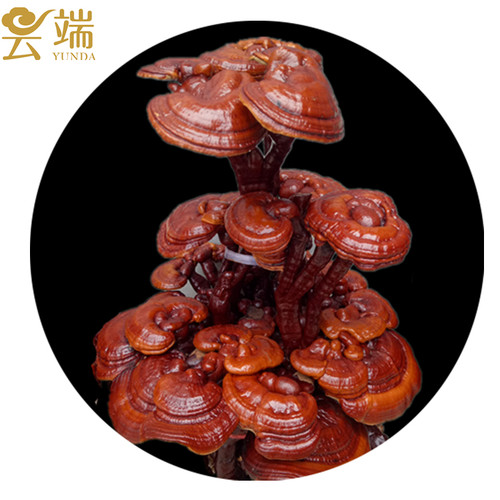 成品灵芝盆景盆栽观赏室内客厅办公桌创意装饰趣味种植活体菌包 - 图0