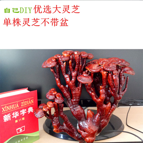 成品灵芝盆景盆栽观赏室内客厅办公桌创意装饰趣味种植活体菌包 - 图3