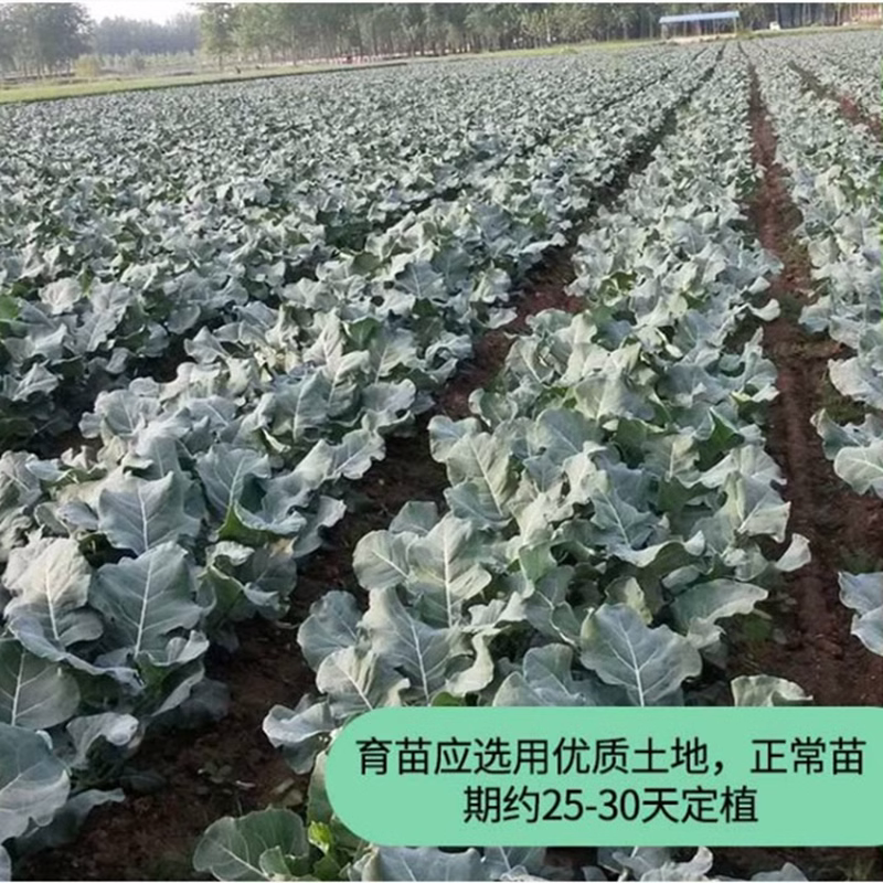 西蓝花苗花菜苗绿甘蓝包心菜秧苗蔬菜苗西兰花秋冬阳台盆栽种子苗 - 图3