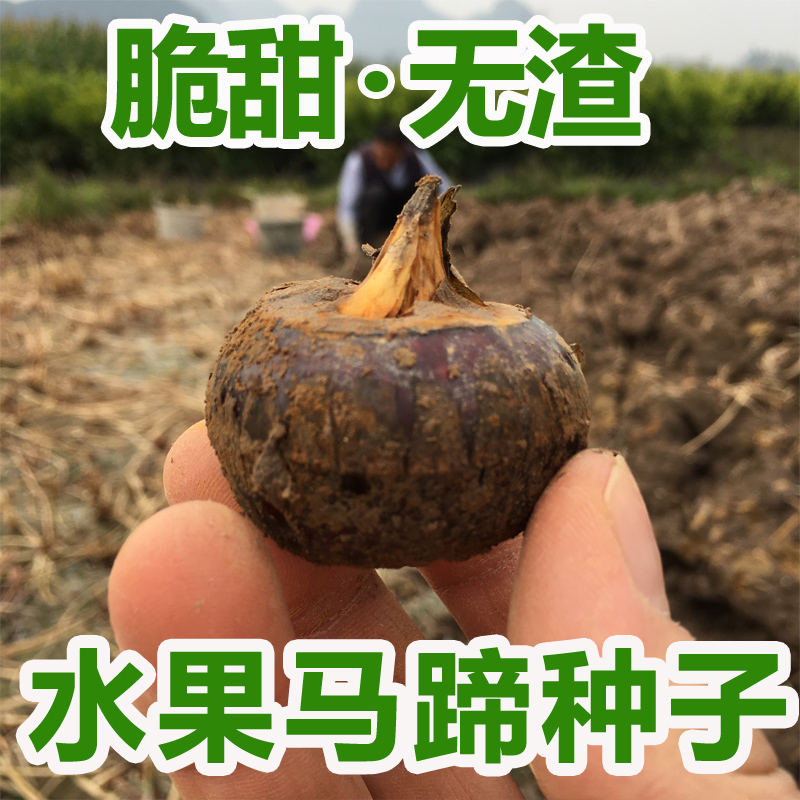 正宗广西桂林荔浦马蹄种子高产脆甜无渣多汁水果型荸荠种植苗新鲜-图2