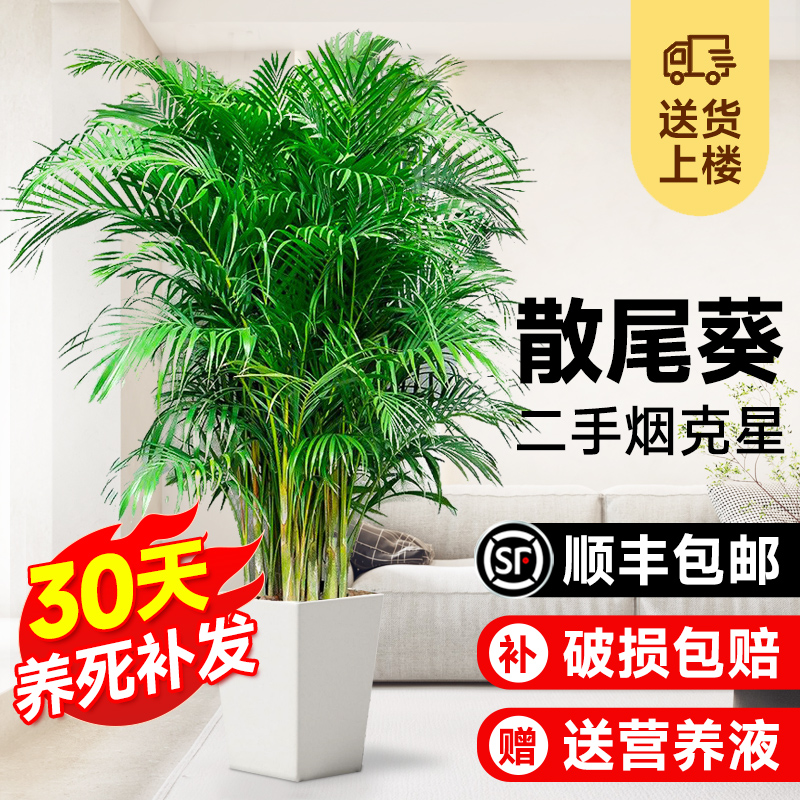 散尾葵植物盆栽客厅大型绿植室内办公室好养凤尾竹盆景天堂鸟花卉-图3