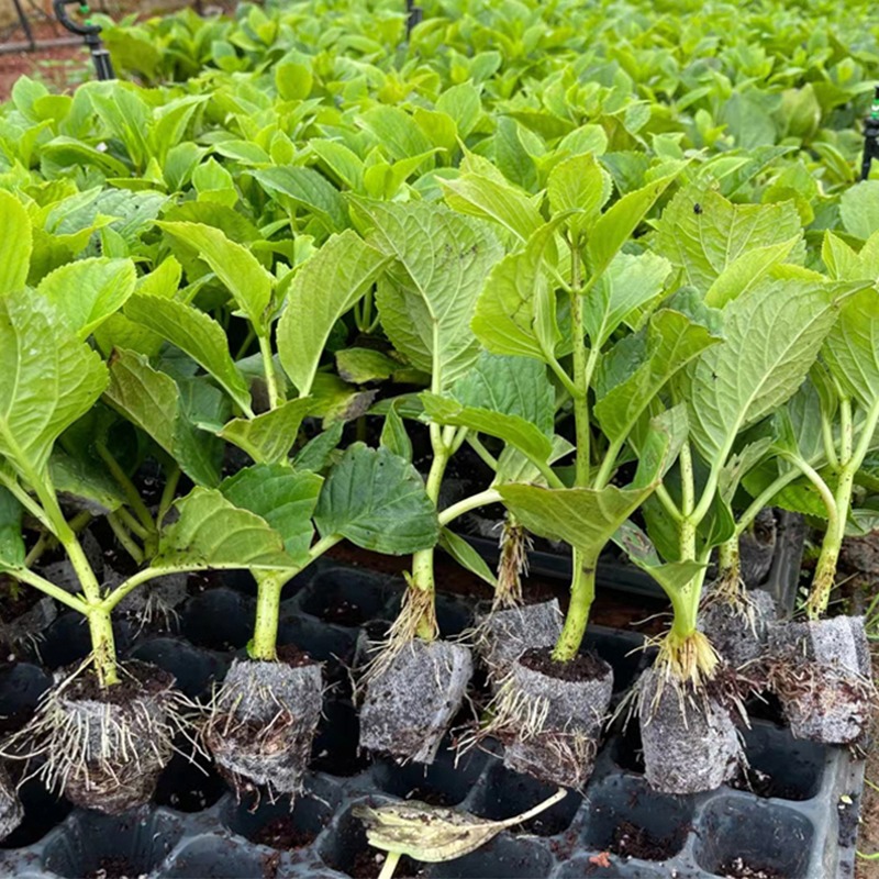 绣球花苗小苗带营养钵四季开花阳台盆栽大花庭院易活植物无尽夏 - 图0