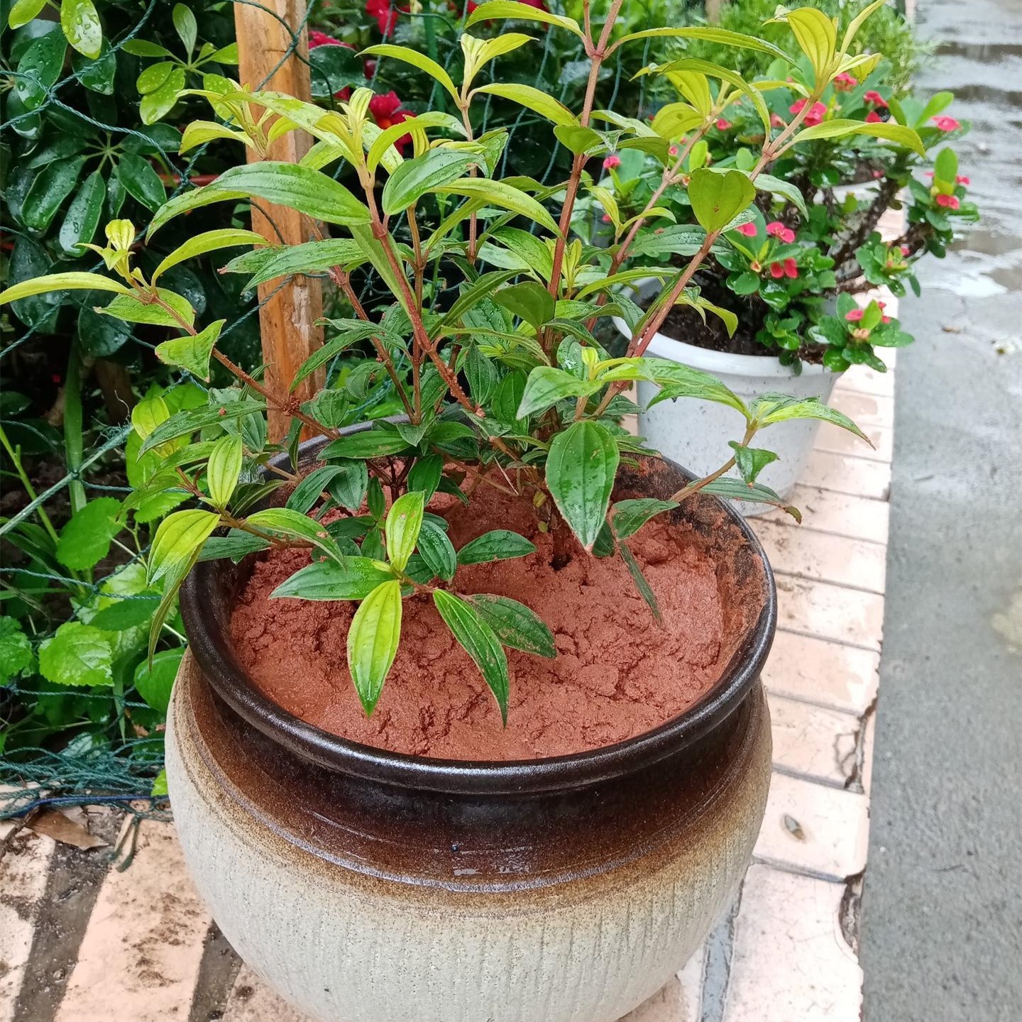 红土泥天然养龟垫材茶花土茉莉栀子花专用颗粒营养土酸性冬眠土壤 - 图0