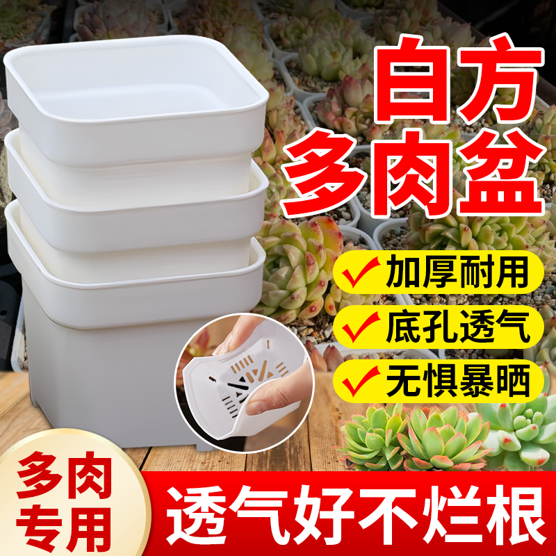 特厚多肉花盆塑料矮白方迷你特大多规格育苗精控养阳台党种植花盆 - 图3