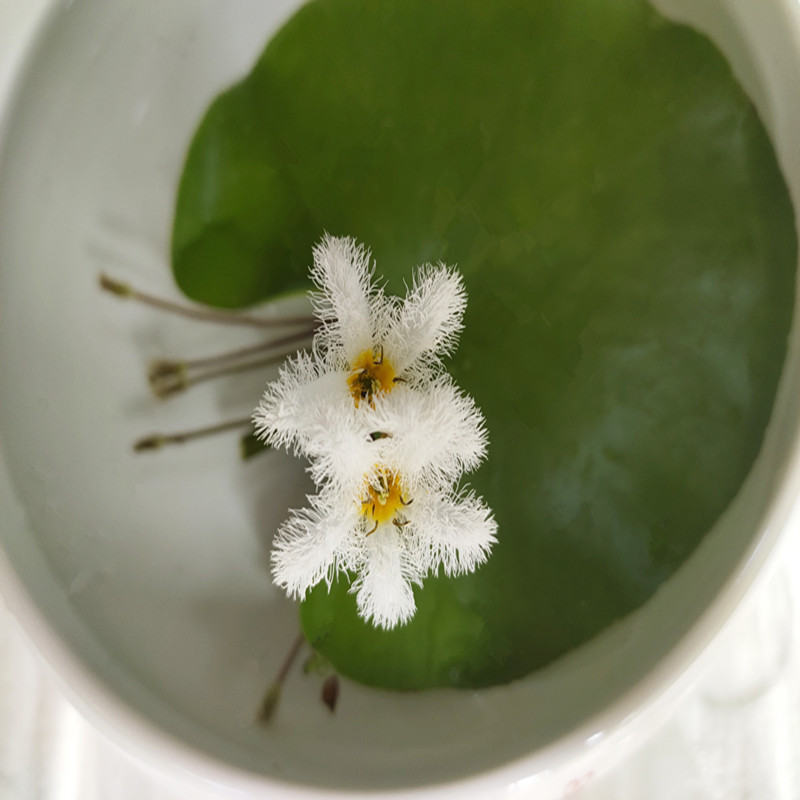 一叶莲水生水培植物花卉盆栽龟鱼虾缸水草浮萍水葫芦水芙蓉绿植 - 图1