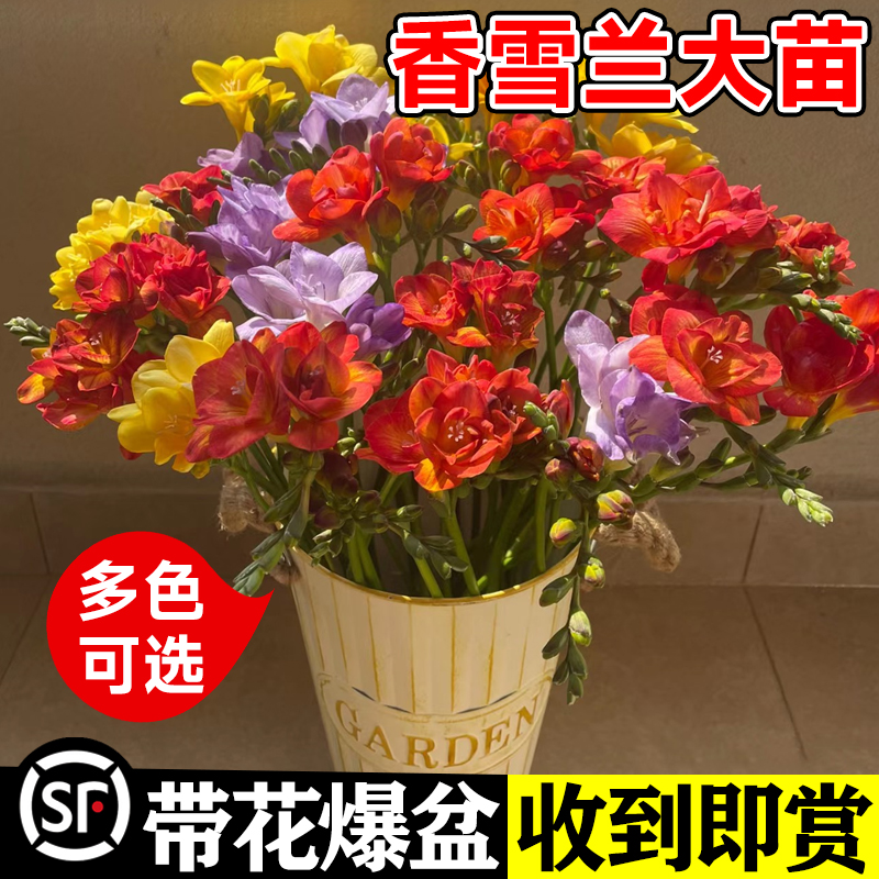 多色香雪兰鲜花小苍兰多头云南基地直发家庭办公室水养花卉黄色 - 图0