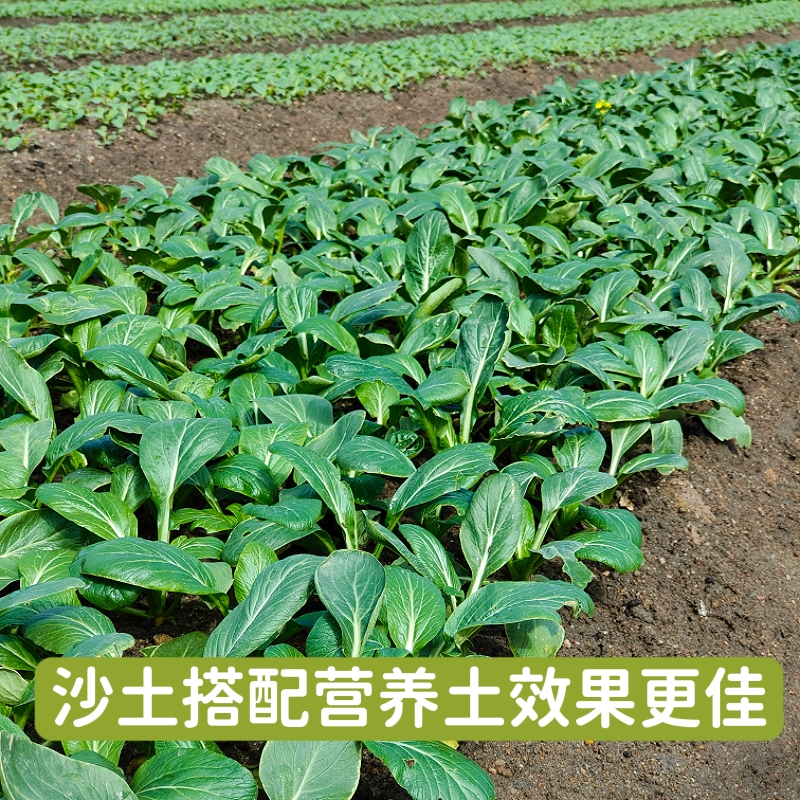 天然沙土沙壤土种菜种花土养花盆栽花卉专用种植土细沙土壤通用土 - 图2