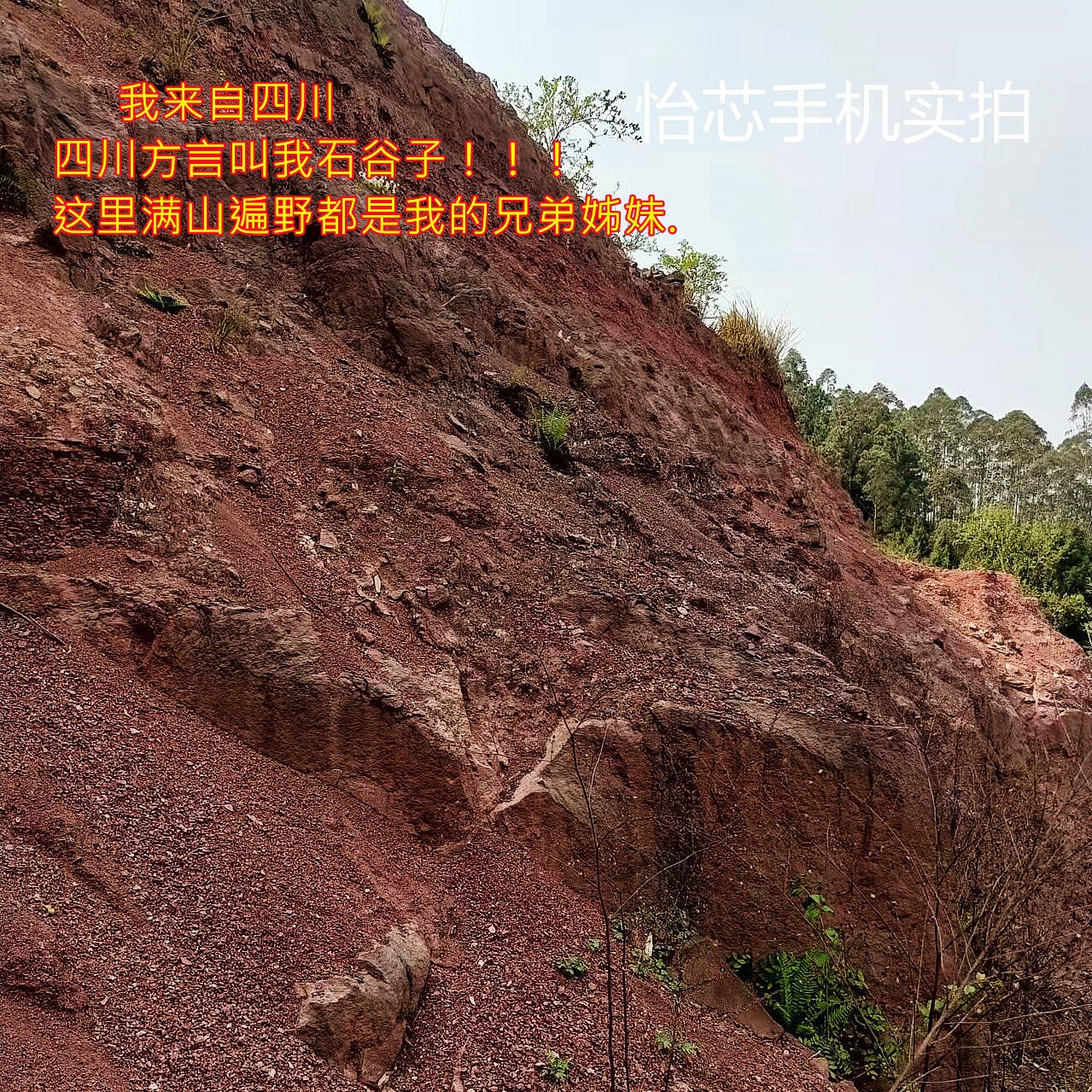 天然风化土风化石颗粒土铺面金弹子专用土盆景扦插酸性土红土沙土-图2