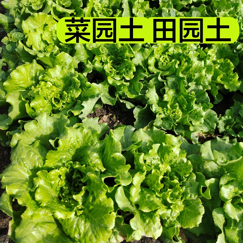 优质菜园土泥土黄土土壤天然田园土沙土家用种花种菜种植阳台盆栽 - 图1