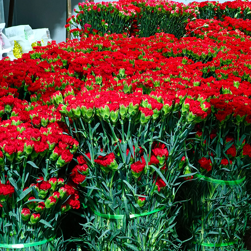 38节康乃馨玫瑰香水百合向日葵混搭花束鲜花速递同城云南基地直发 - 图0