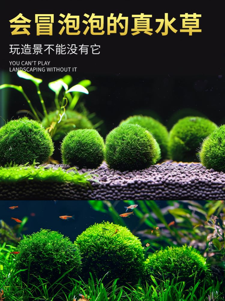 鱼缸海藻球真水草微景观生态瓶绿藻球造景装饰水生水培植物水藻球 - 图0