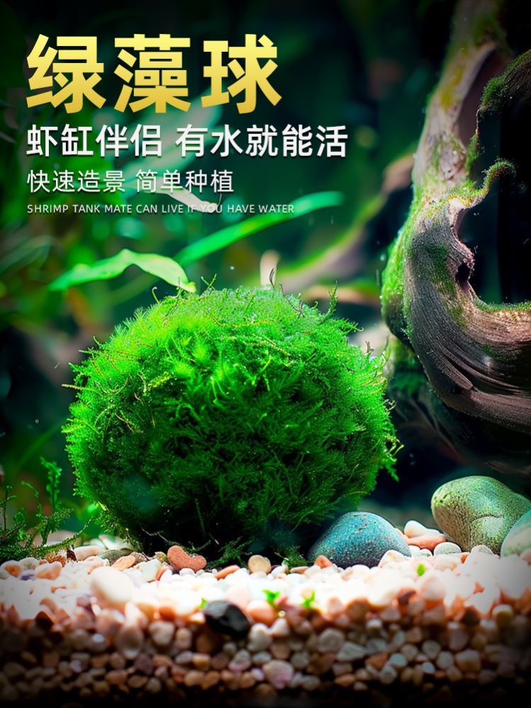 鱼缸海藻球真水草微景观生态瓶绿藻球造景装饰水生水培植物水藻球 - 图1