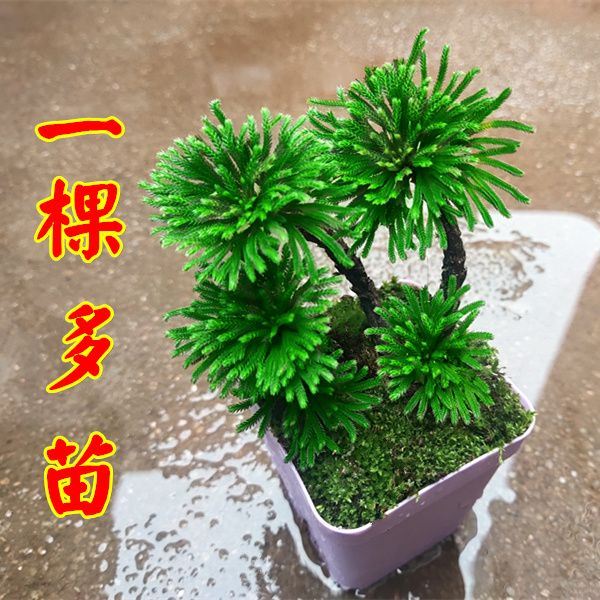 四季还魂草卷柏微型懒人盆景盆栽绿色植物见水室内复活草绿植老桩 - 图2