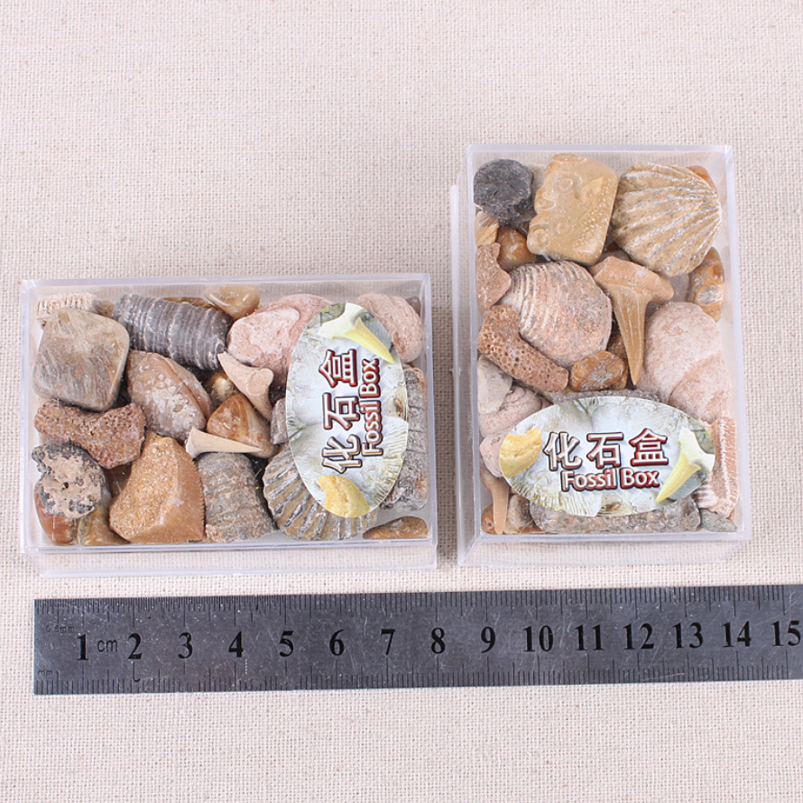 博物馆教学标本混合原石头鲨牙鱼骨菊石海百合螺珊瑚化石礼物盒装 - 图1