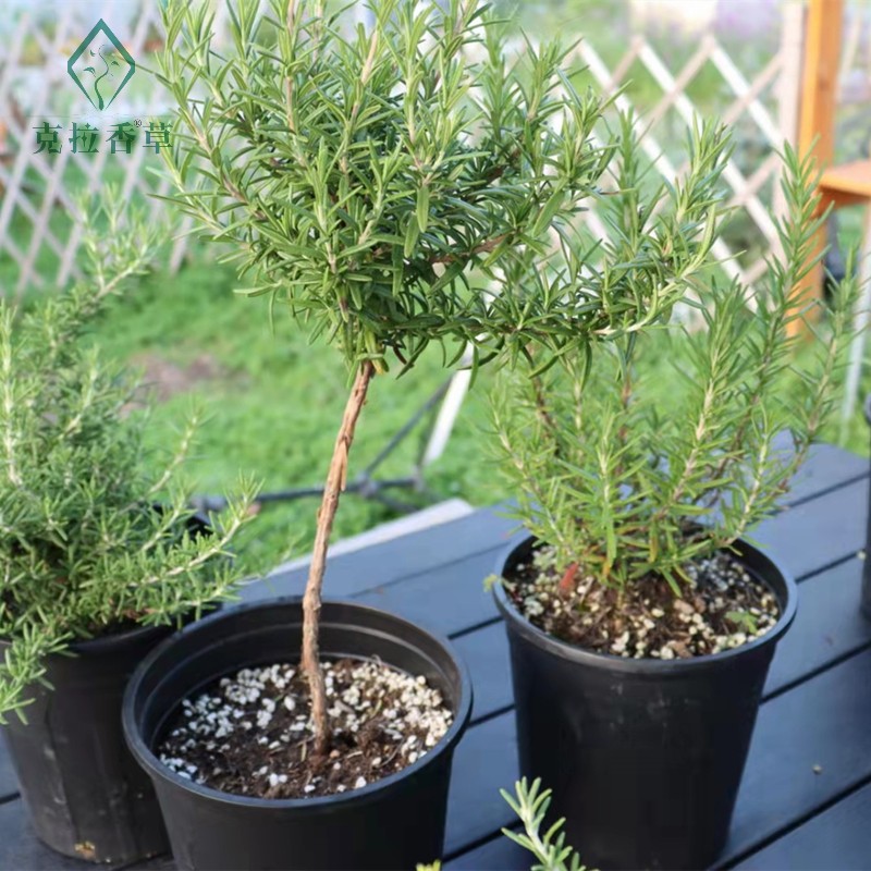 阔叶迷迭香可食用多年生香草植物盆栽克拉香草做棒棒糖造型含精油-图2