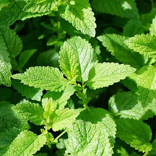藿香五香叶可食用盆栽炖鱼泡茶解暑清热阳台花园好养克拉香草推荐 - 图2