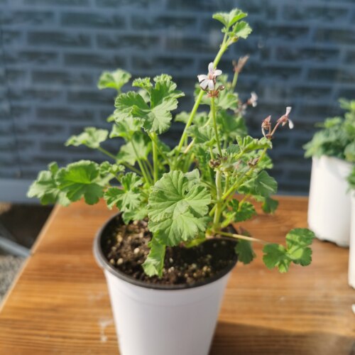 芳香天竺葵 5个品种  玫瑰 香叶 苹果 肉桂  观赏 食用 香草 - 图3