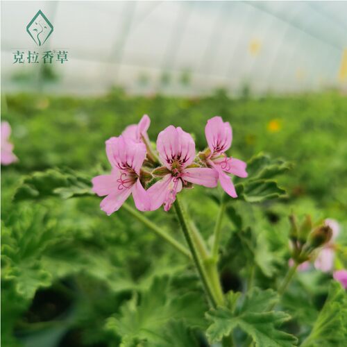 玫瑰天竺葵可食用香草植物盆栽克拉香草玫瑰芳香阳台庭院观赏好养 - 图2