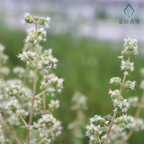 马郁兰可食用多年生香草植物盆栽克拉香草马约兰芳香泡水安神助眠 - 图1