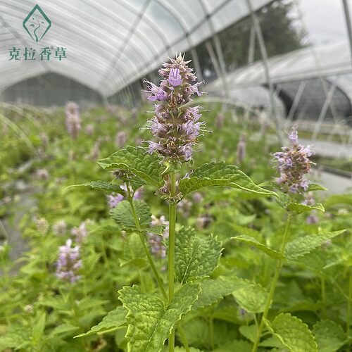藿香五香叶可食用盆栽炖鱼泡茶解暑清热阳台花园好养克拉香草推荐 - 图0
