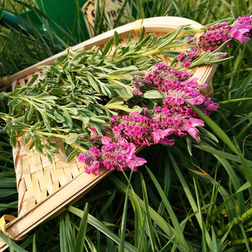 9种薰衣草组合盆栽西班牙玉兔齿叶真庭院阳台食用观赏克拉香草 - 图2