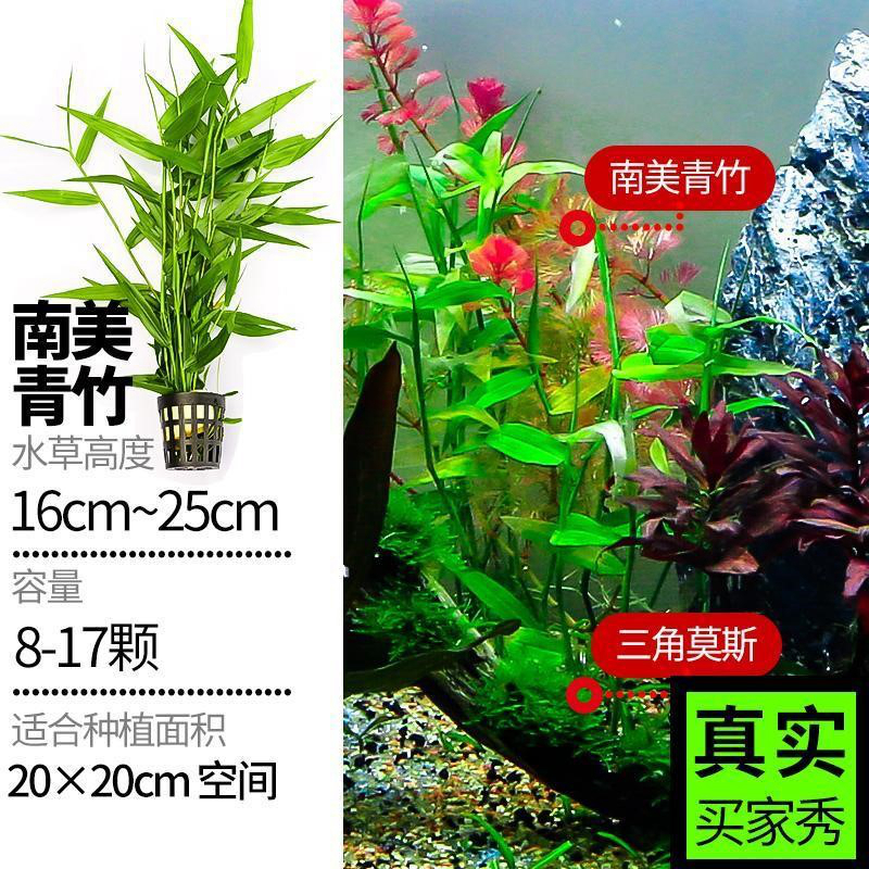 鱼缸造景真植物全套金鱼缸里的水草鱼缸里的水草植物真草活体有茎